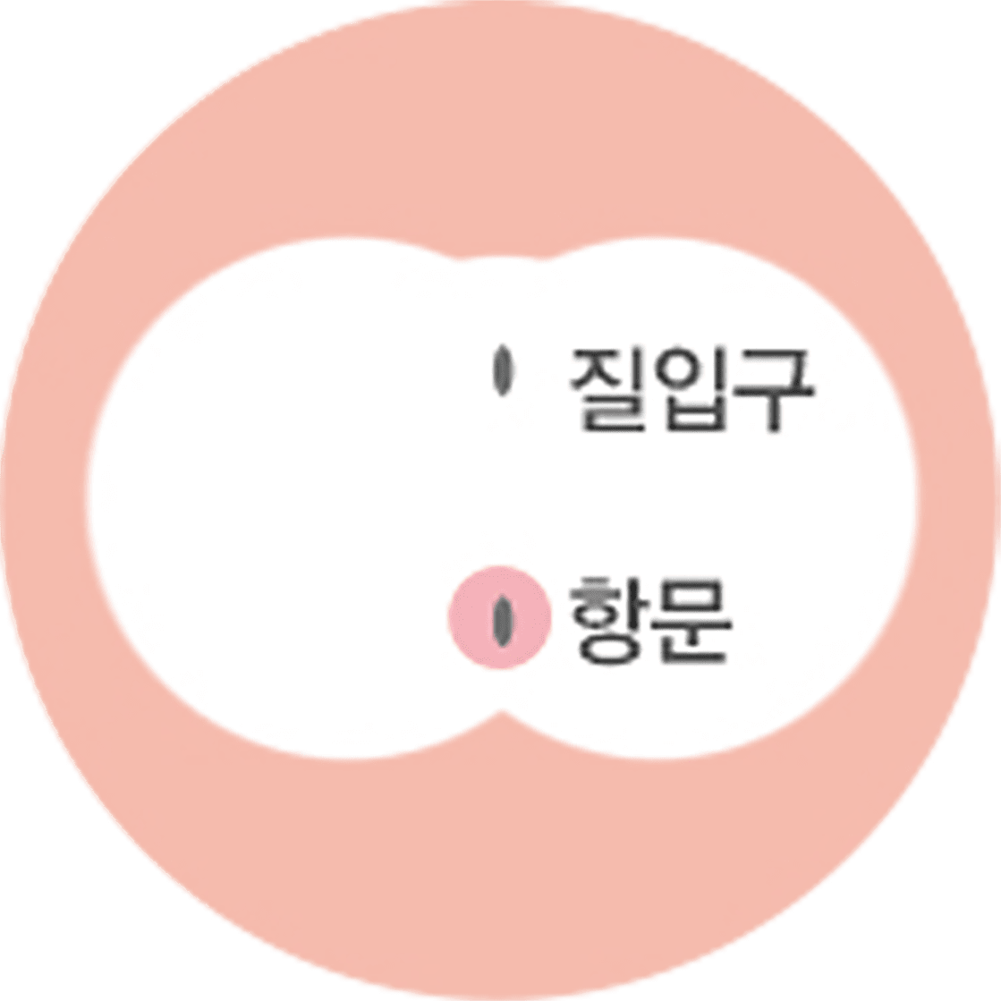 항문